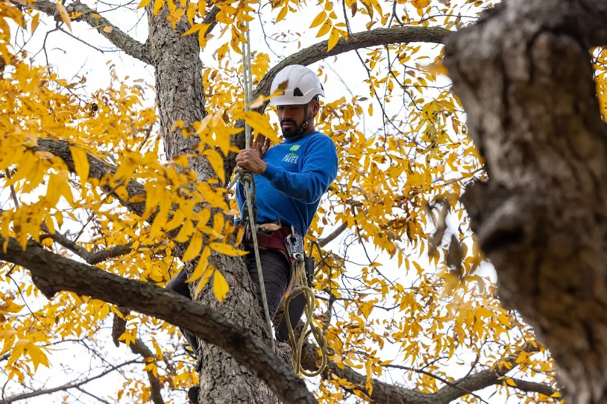 Skilled Tree Pruning crew working in Picture Rocks