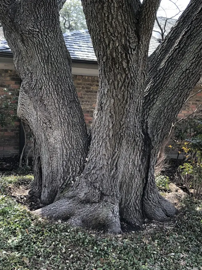 Mature heritage tree close to a Picture Rocks property cared for by certified arborists